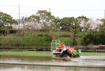 高知田植2