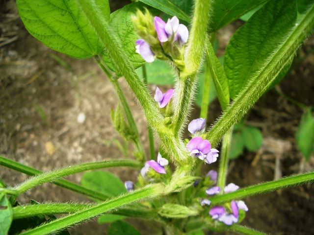 平成20年度　大豆の花