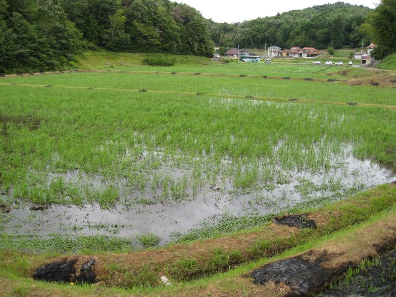 農事組合法人くろぶち圃場
