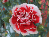 花画像