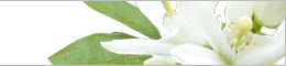 愛媛県花みかんの花