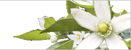 スダチの花（徳島の県花）