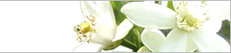 山口県の県花夏みかんの花