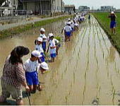 田植え