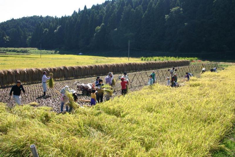 鳥取生協の稲刈りの様子