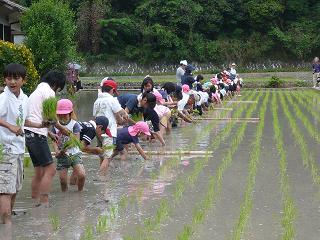 田植え2