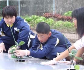 ナスの定植