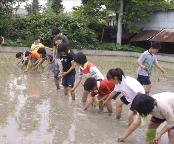 田植え
