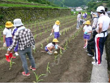 とうきび苗定植