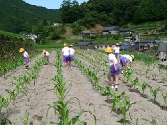 とうきび水やり観察