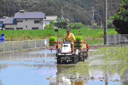 機械植え
