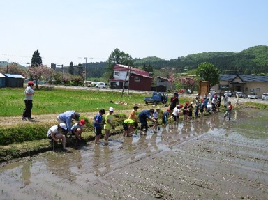 福島町における教育ファーム(黒米田植え体験)