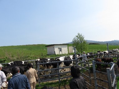 八雲町における育成牛の入牧