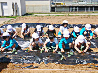 小学生のブロッコリーの苗定植