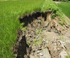 農作物共済の被害 土砂崩れによる稲の流出(風水害)