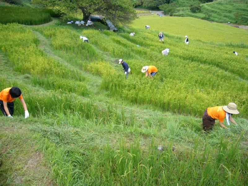 静岡県菊川市 静岡大学 棚田研究会