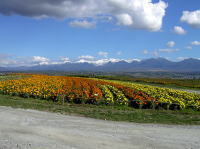 上富良野町ウォーキング(北海道)6