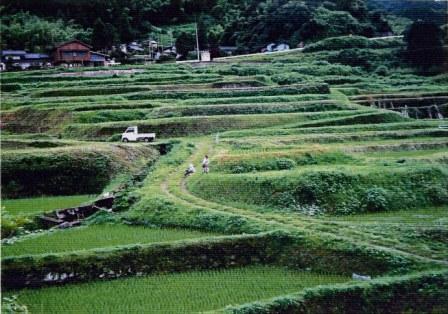 三谷地区棚田