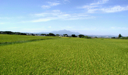 都城