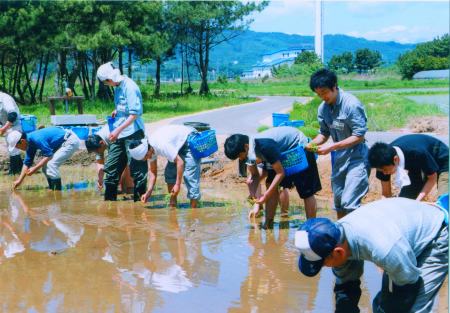 田植え
