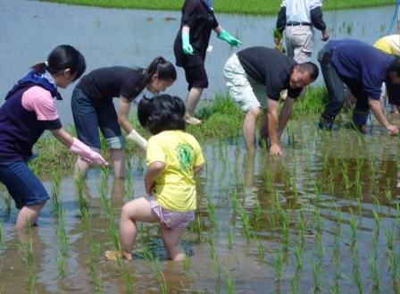 草取り