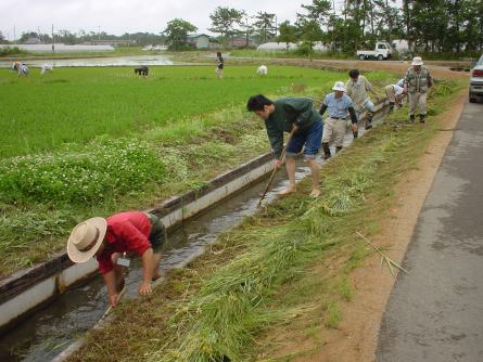 排水路草取り