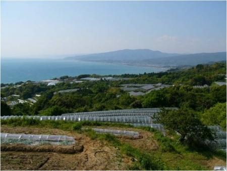 海岸段丘の棚田