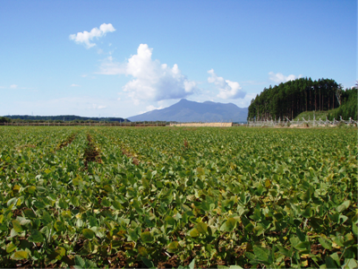 釜臥山と大豆畑