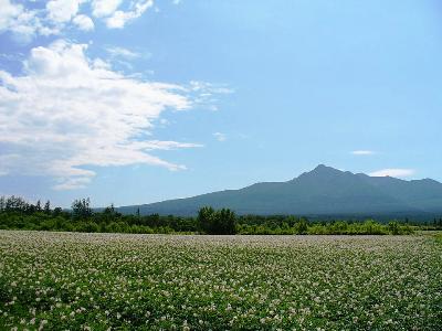 斜里岳とばれいしょ畑