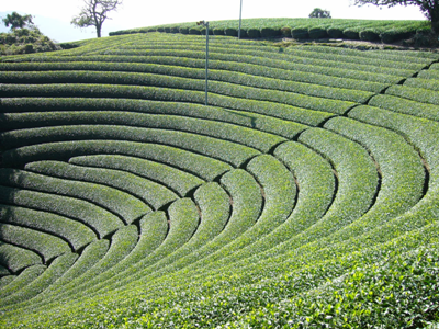 宇治茶