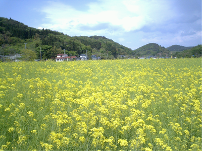 なたね
