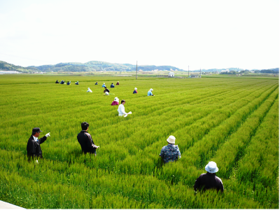 大区画圃場と大麦栽培