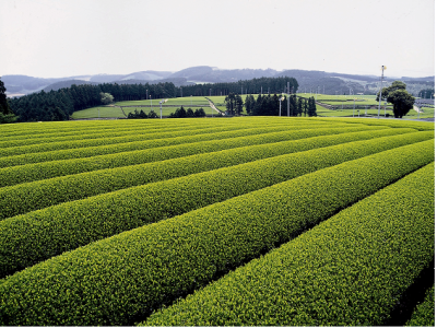 赤木台地にひろがる集団茶園