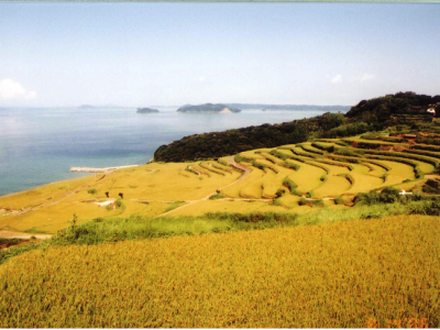 棚田