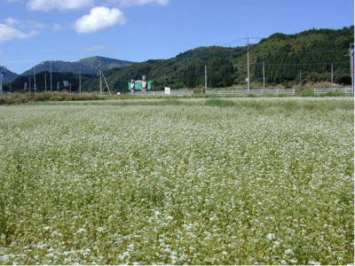 そば畑