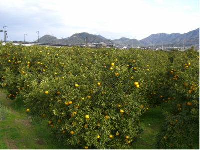 夏みかん農園