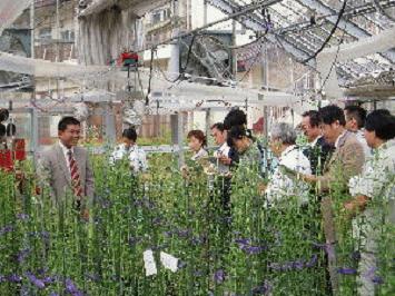 リンドウの育成に取り組む人々の写真