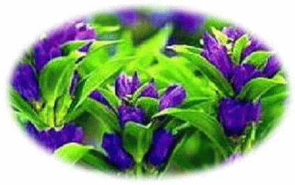 リンドウの花の写真