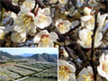 農林水産物の旬：うめの花