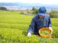 農林水産物の旬：お茶の手摘み最盛期