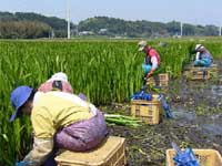 農林水産物の旬：菖蒲（しょうぶ）端午の節句の縁起物