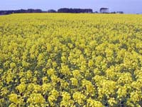 農林水産物の旬：菜の花が開花最盛期を迎えています