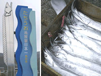 農林水産物の旬：たちうお