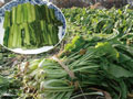 農林水産物の旬：野沢菜