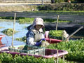 農林水産物の旬：せり