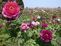農林水産物の旬：ぼたんの花