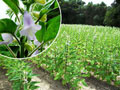 農林水産物の旬：ごまの花