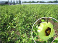 農林水産物の旬：綿の花
