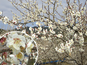 農林水産物の旬：うめの花