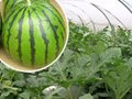 農林水産物の旬：すいか